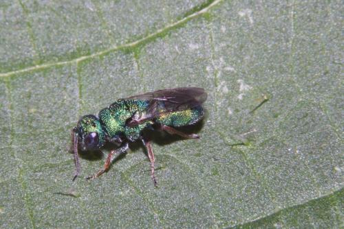 Colpopyga flavipes